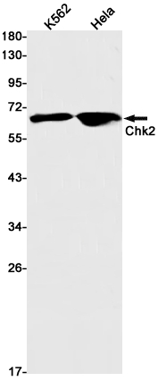 Western blot detection of Chk2 in K562,Hela cell lysates using Chk2 Rabbit pAb(1:1000 diluted).Predicted band size:61kDa.Observed band size:61kDa.