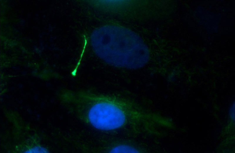 Immunofluorescent analysis of MDCK cells using Catalog No:107557(TUBA1A(ace-40Lys) Antibody) at dilution of 1:50 and Alexa Fluor 488-congugated AffiniPure Goat Anti-Mouse IgG(H+L)
