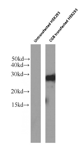 Transfected HEK-293 cells were subjected to SDS PAGE followed by western blot with (CGB,hCG Antibody) at dilution of 1:1000