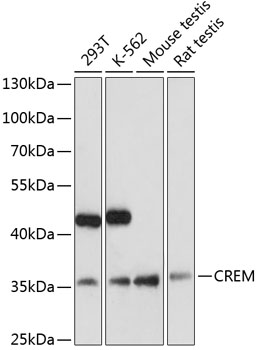 Western blot - CREM Polyclonal Antibody 