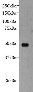 Fig1: Western blot analysis on the recombinant protein of protocadherin-16 using anti- protocadherin-16 polyclonal antibody.