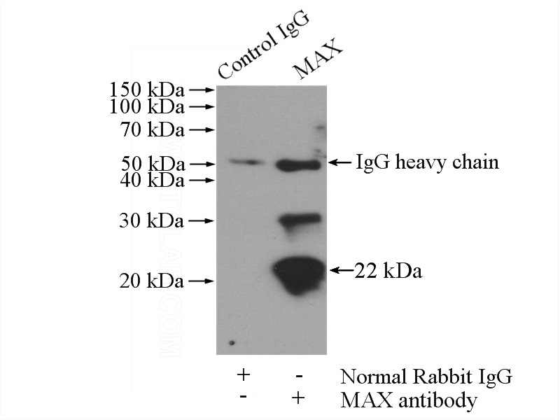IP Result of anti-MAX (IP:Catalog No:112500, 4ug; Detection:Catalog No:112500 1:300) with HEK-293 cells lysate 1200ug.