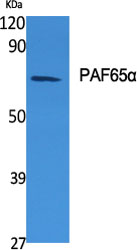 Fig1:; Western Blot analysis of various cells using PAF65α Polyclonal Antibody diluted at 1: 1000 cells nucleus extracted by Minute TM Cytoplasmic and Nuclear Fractionation kit (SC-003,Inventbiotech,MN,USA).