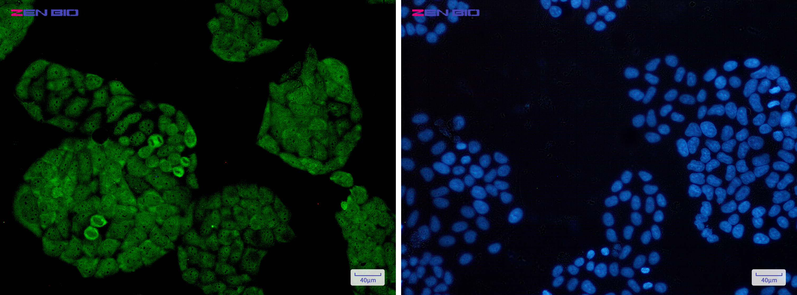 Immunocytochemistry of UCH37(green) in Hela cells using UCH37 Rabbit mAb at dilution 1/50, and DAPI(blue)