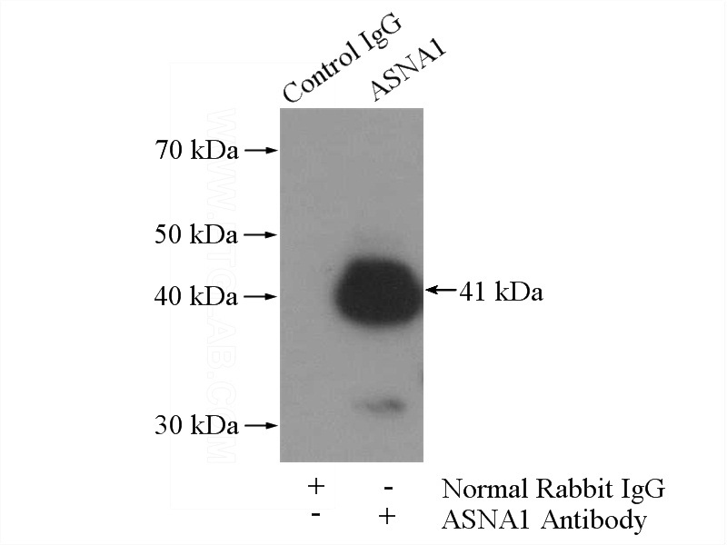 IP Result of anti-ASNA1 (IP:Catalog No:108233, 4ug; Detection:Catalog No:108233 1:1000) with mouse brain tissue lysate 4000ug.