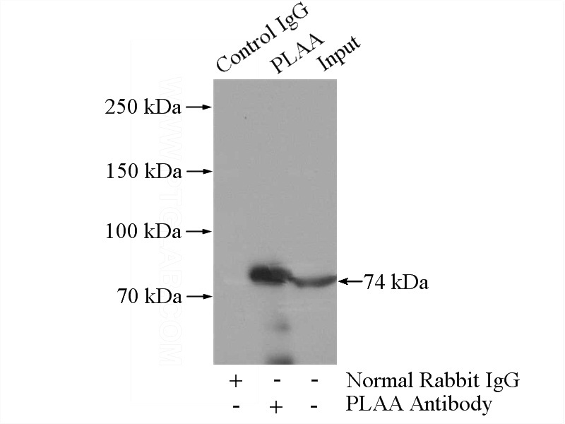 IP Result of anti-PLAA (IP:Catalog No:113929, 4ug; Detection:Catalog No:113929 1:600) with K-562 cells lysate 3200ug.