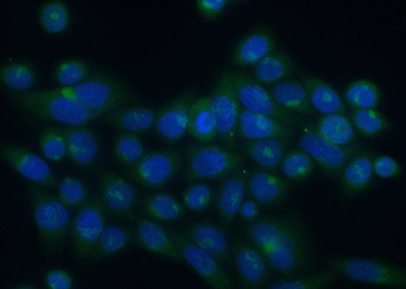 Immunofluorescent analysis of (10% Formaldehyde) fixed HeLa cells using Catalog No:108348(ATP2C1 Antibody) at dilution of 1:50 and Alexa Fluor 488-congugated AffiniPure Goat Anti-Rabbit IgG(H+L)