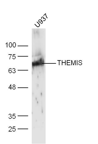 Fig3: Sample:; U937 Cell (Human) Lysate at 30 ug; Primary: Anti-THEMIS at 1/300 dilution; Secondary: IRDye800CW Goat Anti-Rabbit IgG at 1/20000 dilution; Predicted band size: 73 kD; Observed band size: 73 kD