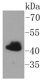 Fig1: Western blot analysis of FNTB on K562 cells lysates using anti-FNTB antibody at 1/1,000 dilution.