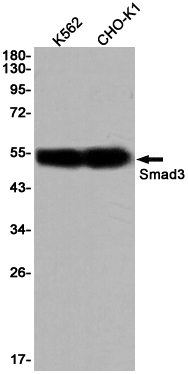 Western blot detection of Smad3 in K562,CHO-K1 cell lysates using Smad3 Rabbit pAb(1:1000 diluted).Predicted band size:48KDa.Observed band size:52KDa.