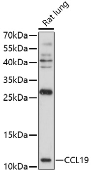 Western blot - CCL19 Polyclonal Antibody 
