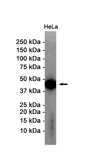 Western blot detection of Actin in HeLa cell lysates using Actin Rabbit pAb(1:1000 diluted).Predicted band size:42KDa.Observed band size:42KDa.