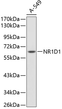 Western blot - NR1D1 Polyclonal Antibody 