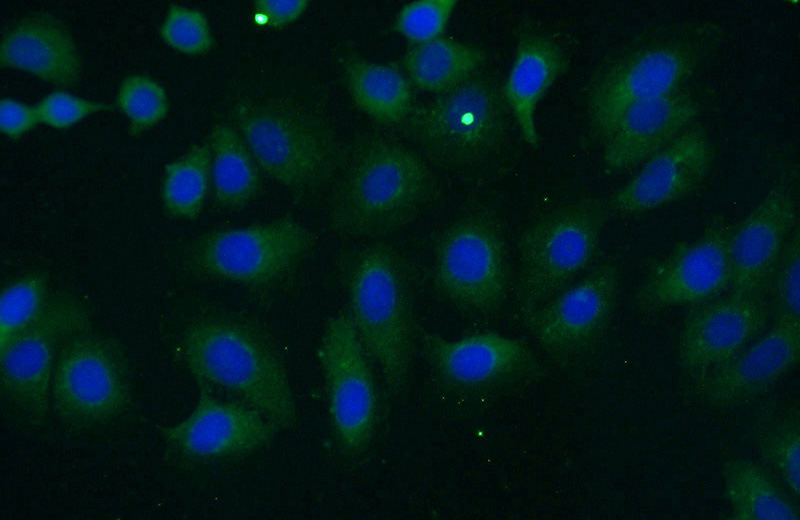 Immunofluorescent analysis of (-20oc Ethanol) fixed MCF-7 cells using Catalog No:111753(ILK Antibody) at dilution of 1:50 and Alexa Fluor 488-congugated AffiniPure Goat Anti-Rabbit IgG(H+L)