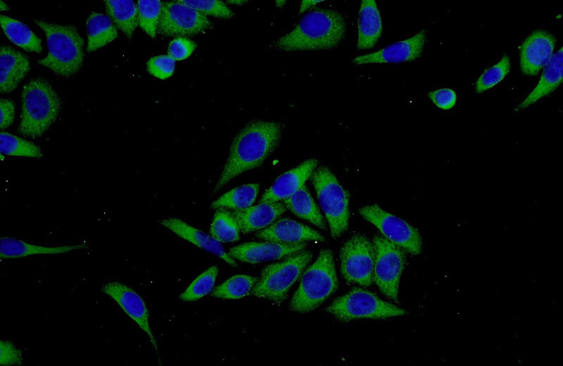 Immunofluorescent analysis of L02 cells using Catalog No:112702(MMP21 Antibody) at dilution of 1:50 and Alexa Fluor 488-congugated AffiniPure Goat Anti-Rabbit IgG(H+L)