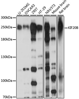 Western blot - KIF20B Polyclonal Antibody 