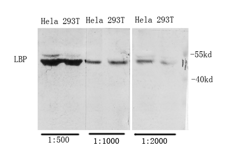 Fig1:; Western Blot analysis of various cells using Antibody diluted at 1:1000. Secondary antibody（catalog#: HA1001) was diluted at 1:20000 cells nucleus extracted by Minute TM Cytoplasmic and Nuclear Fractionation kit (SC-003,Inventbiotech,MN,USA).