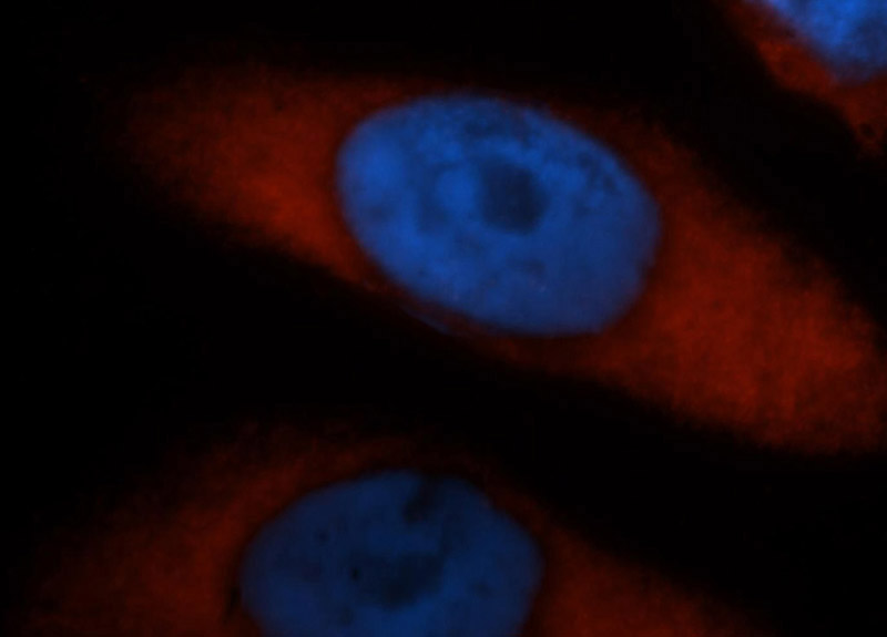 Immunofluorescent analysis of Hela cells, using PABPC4 antibody Catalog No:113476 at 1:50 dilution and Rhodamine-labeled goat anti-rabbit IgG (red). Blue pseudocolor = DAPI (fluorescent DNA dye).