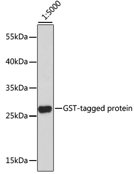 Western blot - HRP-conjugated Mouse anti GST-Tag mAb 