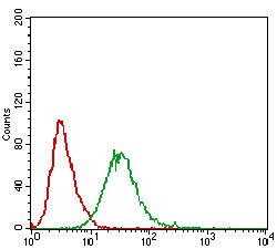 Flow cytometric analysis of A431 cells using DAPK3 mouse mAb (green) and negative control (red).