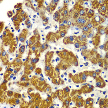 Immunohistochemistry - SMAD9 Polyclonal Antibody 