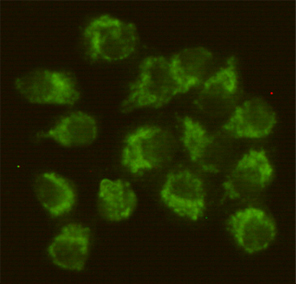 Immunocytochemistry staining of HeLa cells fixed with -20u2103 Methanol and using Fyn mouse mAb (dilution 1:50).