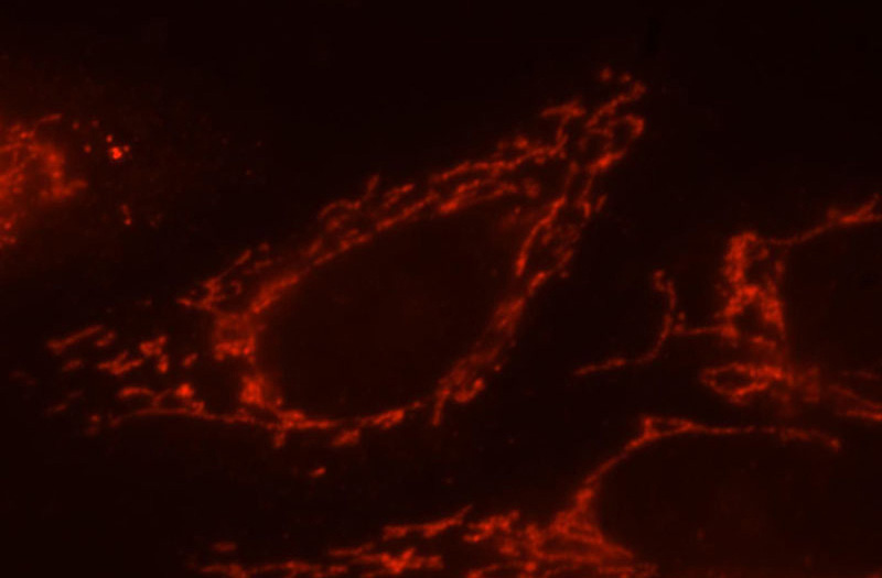 Immunofluorescent analysis of HepG2 cells, using CAMK2D antibody Catalog No:108918 at 1:25 dilution and Rhodamine-labeled goat anti-rabbit IgG (red).