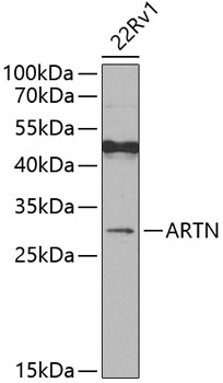 Western blot - ARTN Polyclonal Antibody 