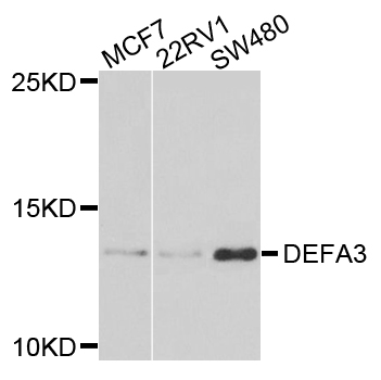 Western blot - DEFA3 Polyclonal Antibody 