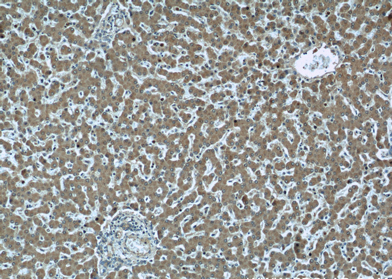 Immunohistochemical of paraffin-embedded human liver using Catalog No:112456(MAGT1 antibody) at dilution of 1:50 (under 10x lens)