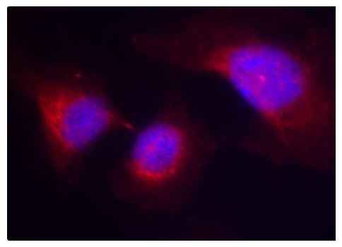 Immunofluorescence - Phospho-SYK-Y323 pAb 