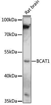 Western blot - BCAT1 Polyclonal Antibody 