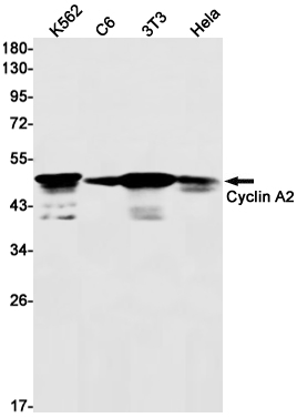 Western blot detection of Cyclin A2 in K562,C6,3T3,Hela cell lysates using Cyclin A2 Rabbit mAb(1:1000 diluted).Predicted band size:49kDa.Observed band size:49kDa.