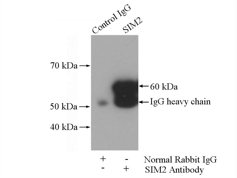 IP Result of anti-SIM2 (IP:Catalog No:115233, 4ug; Detection:Catalog No:115233 1:800) with mouse skeletal muscle tissue lysate 2200ug.