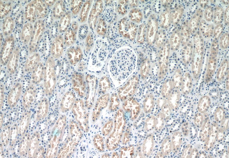Immunohistochemistry of paraffin-embedded human kidney tissue slide using Catalog No:110209(EFHD1 Antibody) at dilution of 1:50 (under 10x lens)