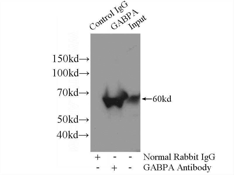 IP Result of anti-GABPA (IP:Catalog No:110804, 4ug; Detection:Catalog No:110804 1:1000) with HeLa cells lysate 1200ug.