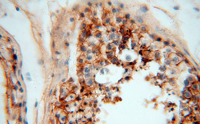 Immunohistochemical of paraffin-embedded human testis using Catalog No:109087(SLC3A2 antibody) at dilution of 1:100 (under 40x lens)