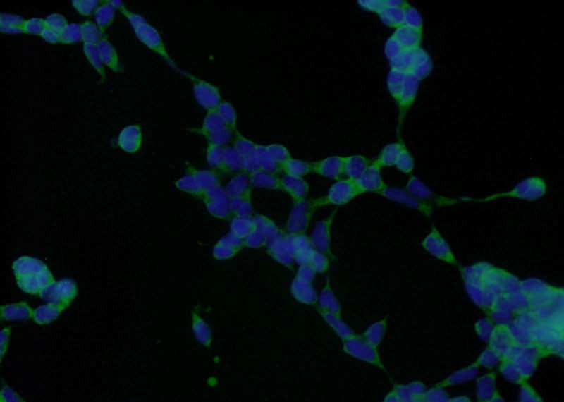 Immunofluorescent analysis of HEK-293 cells using Catalog No:114772(RNPS1 Antibody) at dilution of 1:25 and Alexa Fluor 488-congugated AffiniPure Goat Anti-Rabbit IgG(H+L)