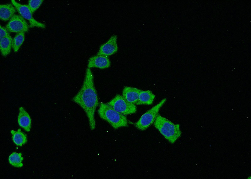 Immunofluorescent analysis of (-20oc Ethanol) fixed HeLa cells using Catalog No:114507(RACGAP1 Antibody) at dilution of 1:50 and Alexa Fluor 488-congugated AffiniPure Goat Anti-Rabbit IgG(H+L)