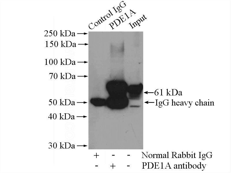 IP Result of anti-PDE1A (IP:Catalog No:113657, 4ug; Detection:Catalog No:113657 1:500) with mouse brain tissue lysate 4000ug.