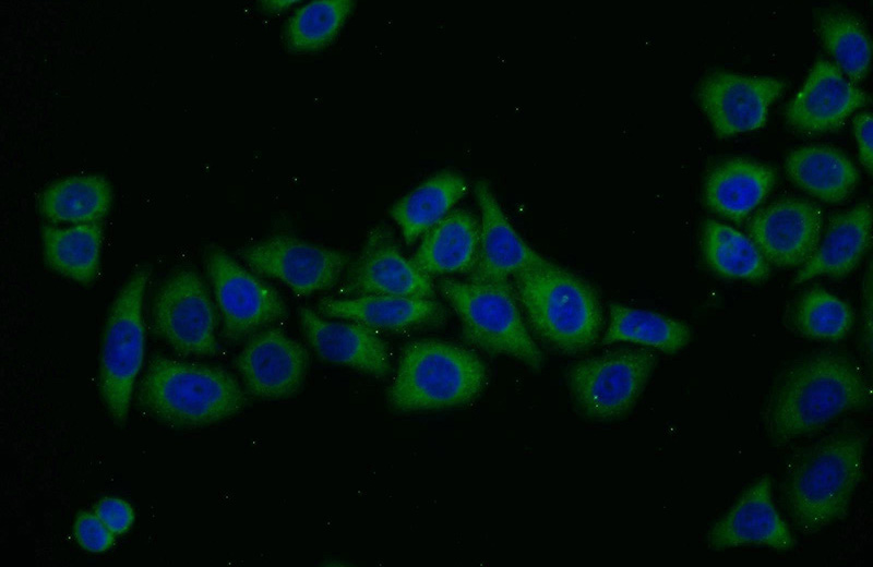 Immunofluorescent analysis of PC-3 cells using Catalog No:110778(FRS3 Antibody) at dilution of 1:25 and Alexa Fluor 488-congugated AffiniPure Goat Anti-Rabbit IgG(H+L)