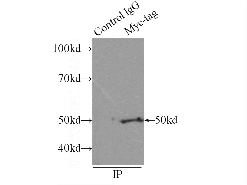 IP Result of anti-MYC-tag (IP:Catalog No:117333, 3ug; Detection:Catalog No:117333 1:5000) with Transfected HEK-293 cells lysate 500ug.