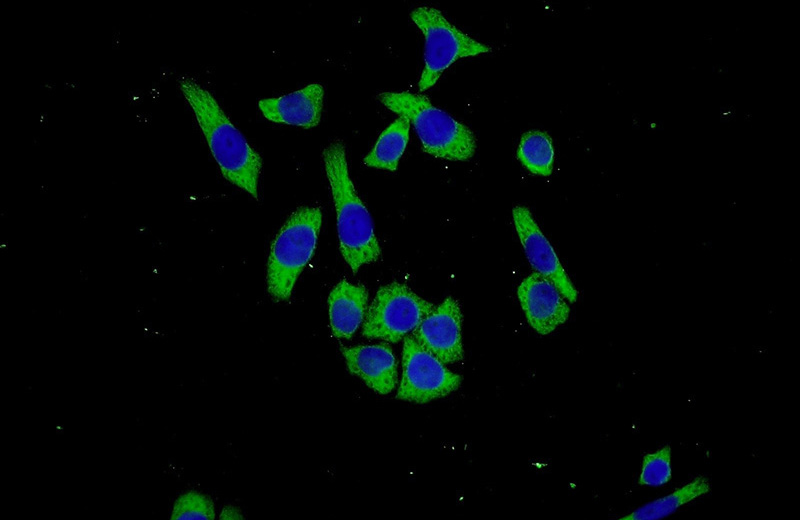 Immunofluorescent analysis of L02 cells using Catalog No:108724(C3orf38 Antibody) at dilution of 1:50 and Alexa Fluor 488-congugated AffiniPure Goat Anti-Rabbit IgG(H+L)
