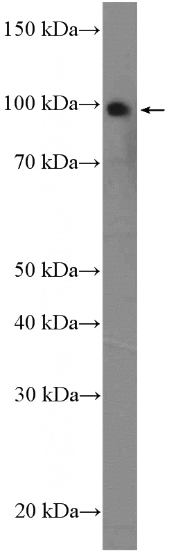 HepG2 cells were subjected to SDS PAGE followed by western blot with Catalog No:108632(C1orf107 Antibody) at dilution of 1:300