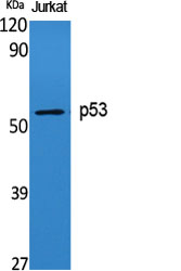 Western Blot analysis of Jurkat cells using p53 Polyclonal Antibody