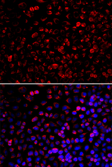 Immunofluorescence - ENOX2 Polyclonal Antibody 