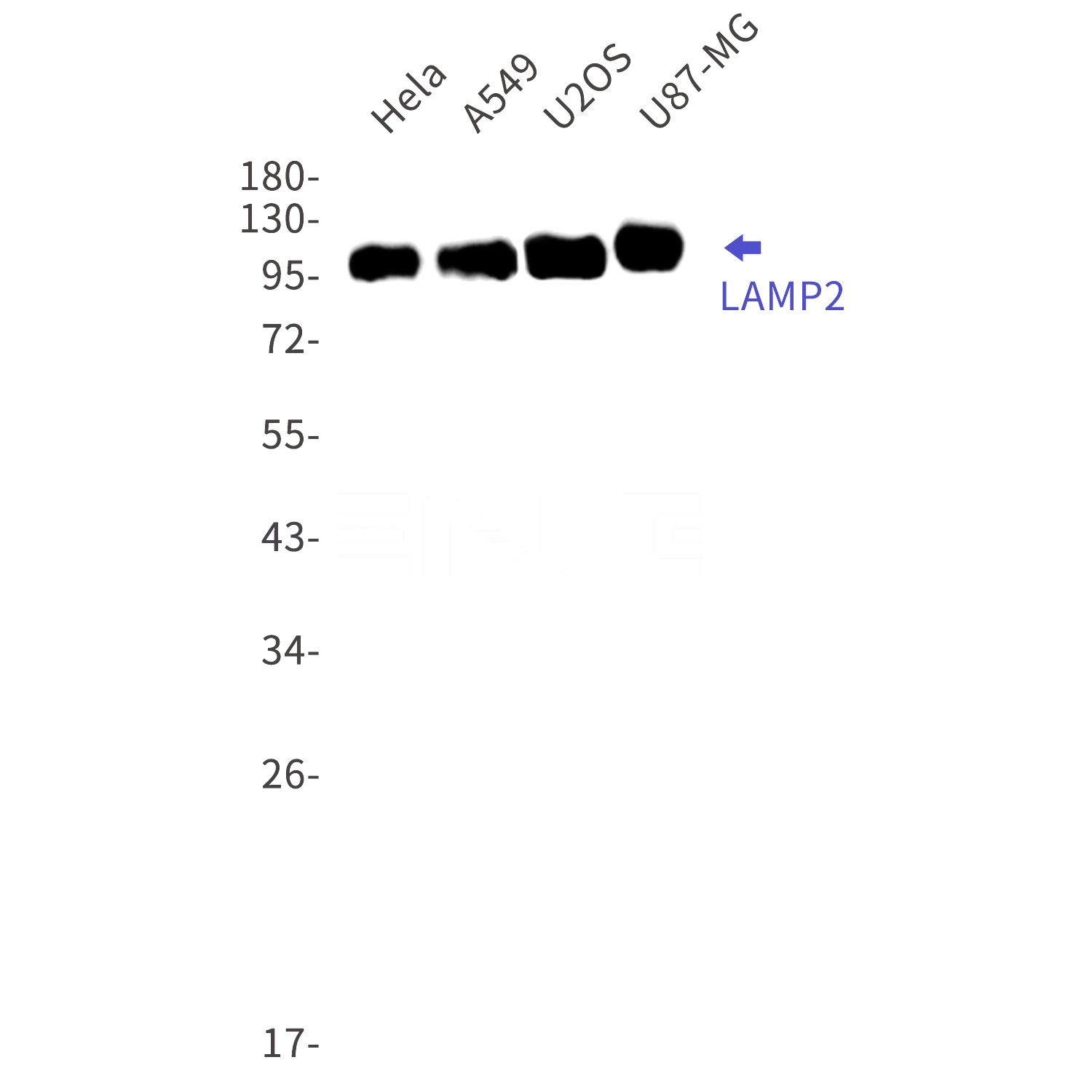 Western blot detection of LAMP2 in Hela,A549,U2OS,U87-MG cell lysates using LAMP2 Rabbit mAb(1:1000 diluted).Predicted band size:45kDa.Observed band size:110kDa.
