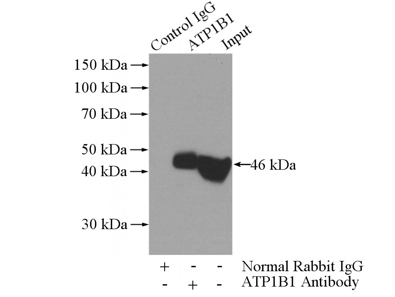IP Result of anti-ATP1B1 (IP:Catalog No:108344, 3ug; Detection:Catalog No:108344 1:1000) with mouse brain tissue lysate 4000ug.