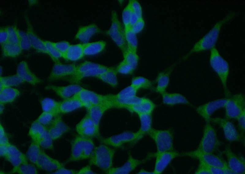 Immunofluorescent analysis of (10% Formaldehyde) fixed HEK-293 cells using Catalog No:109433(CNOT2 Antibody) at dilution of 1:50 and Alexa Fluor 488-congugated AffiniPure Goat Anti-Rabbit IgG(H+L)