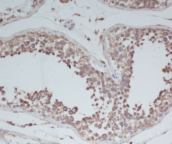 Immunohistochemical analysis of paraffin-embedded human testis, using BDNF Antibody  .